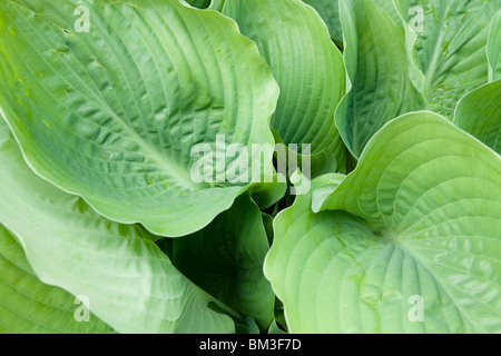 Hosta Substance feuilles Banque D'Images