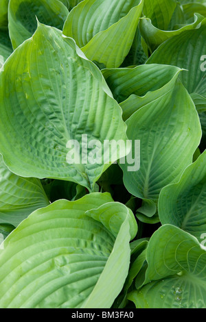 Hosta Substance feuilles Banque D'Images