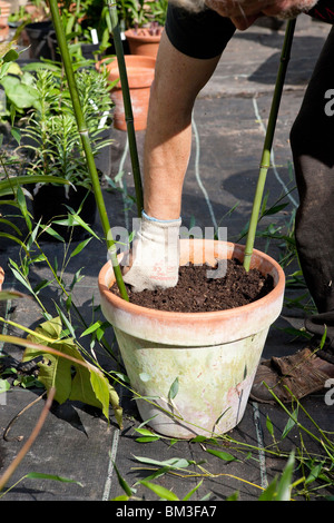 La plantation Thunbergia plantes dans un pot en terre cuite, à l'aide de cannes de bambou vert pour soutenir la croissance. Banque D'Images