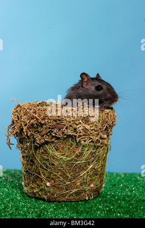 Mongolische Wüstenrennmaus im Körbchen / souris dans le panier Banque D'Images