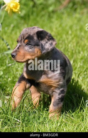 Beauceron sitzender Welpe puppy / salon Banque D'Images