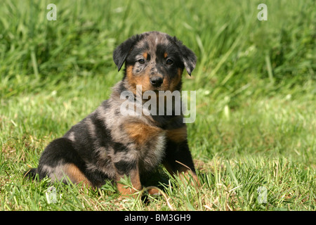 Beauceron sitzender Welpe puppy / salon Banque D'Images