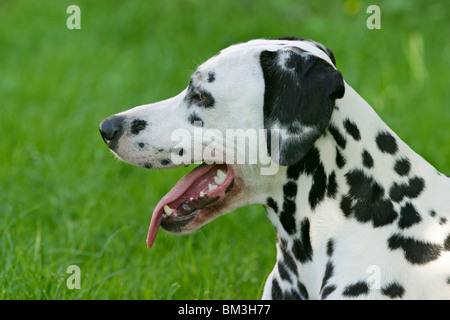 Dalmatiner / Portrait de Dalmatie Banque D'Images