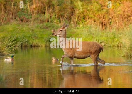 Red Deer (Cervus elaphus). Hind en rut d'automne traversant une petite rivière, Leicestershire, UK. Banque D'Images