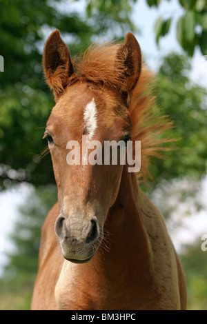 Paso Fino Hengstfohlen 'Cancionero del Sastre' / Poulain Portrait Banque D'Images