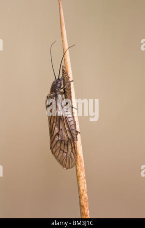 Sialis lutaria aulne-fly la ponte des femelles adultes sur une tige de roseau Banque D'Images