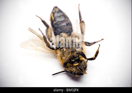 Morts et poussiéreux sur le dos de l'abeille Banque D'Images