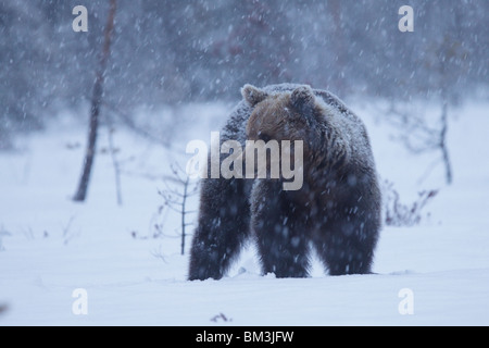 Ours brun eurasien lors de fortes chutes de neige.