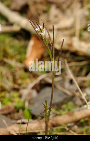 Hairy-amer, cresson cardamine hirsuta Banque D'Images