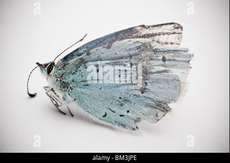 Morts et de brisures de 'Small' Blue Butterfly Banque D'Images