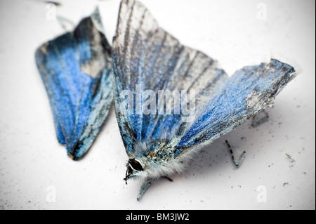 Morts et de brisures de 'Small' Blue Butterfly Banque D'Images