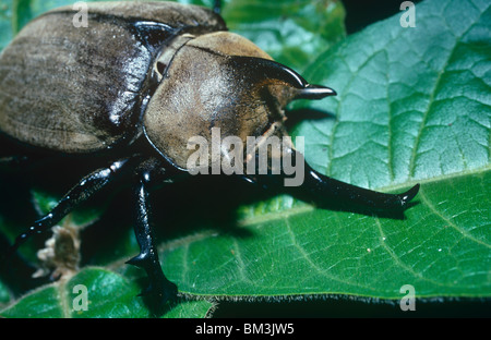 Scarabée éléphant (Megasoma elephas : Scarabaeidae) mâle 13cm de long, dans les forêts tropicales, Brésil Banque D'Images