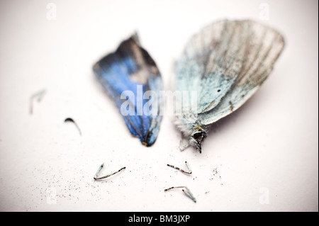 Morts et de brisures de 'Small' Blue Butterfly Banque D'Images
