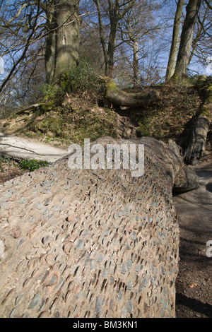 Un arbre d'argent, couverte de pièces de monnaie martelée dans l'écorce des arbres. Banque D'Images