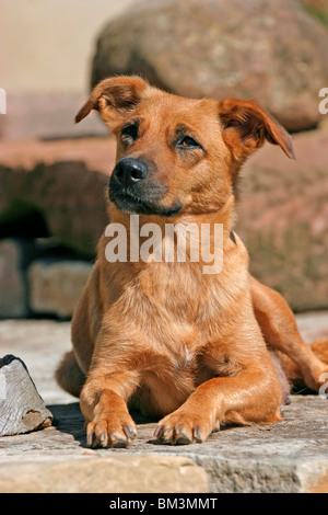 Pinscher autrichien Österreichischer / Pinscher à poil court Banque D'Images