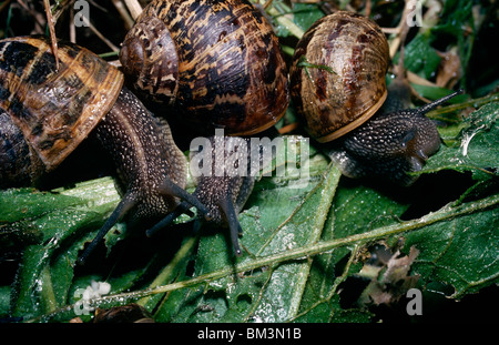 Jardin commun, ou des escargots (Helix aspersa : Helicidae) groupe sur un tas de compost dans un jardin de nuit allaitement UK Banque D'Images