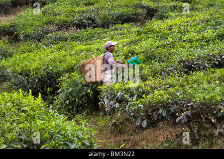 Plateau picker travaillant sur un domaine en Cameron Highlands, Malaisie. Le meilleur plateau pousse à la plus haute altitude sur des pentes abruptes. Banque D'Images