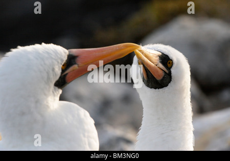 Paire de fous de Nazca qui courtisent, Sula granti, 'Punta Suarez', Espanola, îles Galapagos, Equateur Banque D'Images