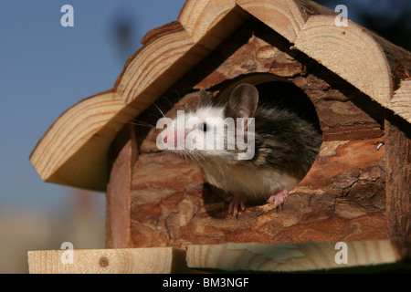 Im Farbmaus Nagerhaus / souris à la maison Banque D'Images