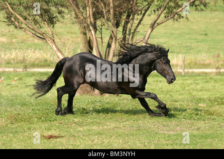Rennender friese / course friesian Banque D'Images