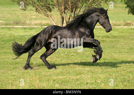 Rennender friese / course friesian Banque D'Images