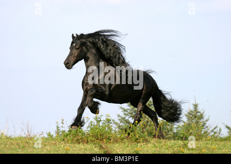 Rennender Friese / course friesian Banque D'Images