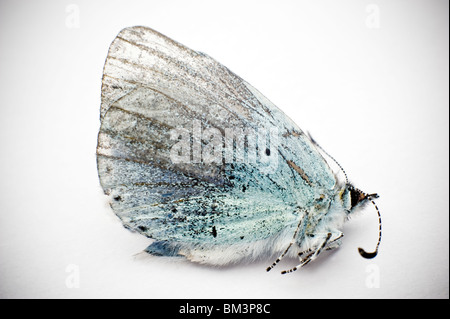 Morts et de brisures de 'Small' Blue Butterfly Banque D'Images