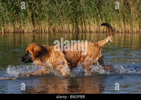 Junghund léonbergs Léonberg im Wasser / dans l'eau Banque D'Images