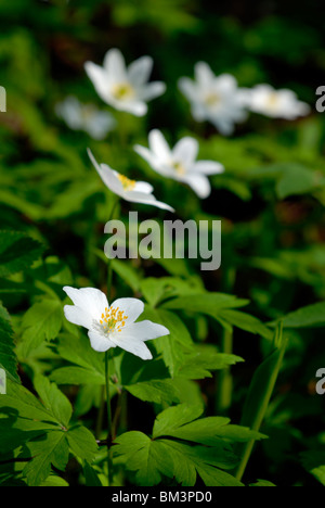 Bois en fleurs, Anemone nemorosa anémone des bois dans le temps de printemps. Porvoo, Finlande, Scandinavie, l'Europe. Banque D'Images