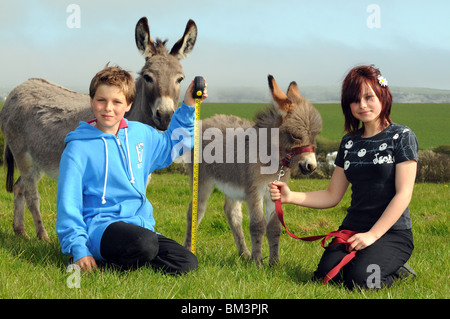 Âne Miniature de Méditerranée Banque D'Images