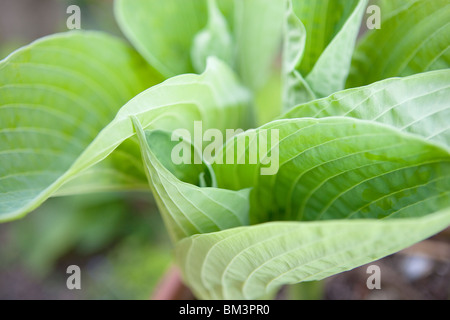 Feuille d'Hosta détail (substance) Banque D'Images