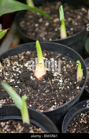 Colocasia esculenta commençant à germer dans un pot Banque D'Images