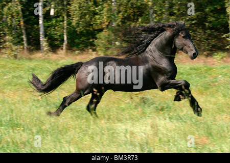 Rennender friese / course friesian Banque D'Images