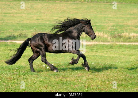 Rennender friese / course friesian Banque D'Images