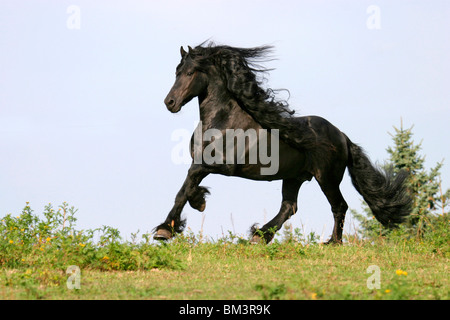 Rennender Friese / course friesian Banque D'Images