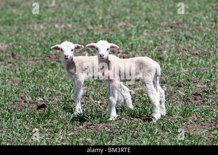 Les très jeunes agneaux jumeaux au début du printemps au domaine agricole. À côté de l'appareil photo à afficher. Banque D'Images