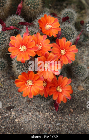 Cactus Rebutia couronne Banque D'Images