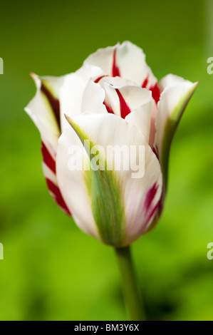 Tulipes Viridiflora 'Flaming Spring Green' en fleurs Banque D'Images