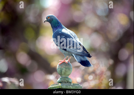 Autrement connu comme le Pigeon biset Columba livia Pigeon dans un jardin britannique UK Banque D'Images