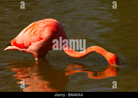 American Flamingo, Phoenicopterus ruber ruber Banque D'Images