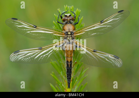 Four-spotted Chaser (Libellula quadrimaculata) Banque D'Images