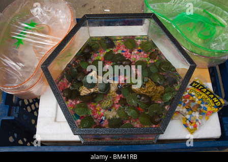 Les bébés tortues à vendre au marché aux épices à Sultanahmet Istanbul Turquie Europe Banque D'Images