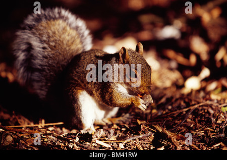Écureuil gris alimentation sur le sol Banque D'Images