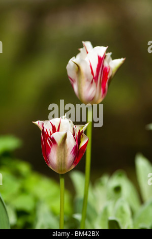 Tulipes Viridiflora 'Flaming Spring Green' en fleurs Banque D'Images