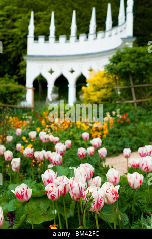 Tulipa 'Marilyn' et les couleurs de l'image de fleurs de printemps à l'Exedra jardin à Painswick Rococo Garden dans les Cotswolds Banque D'Images