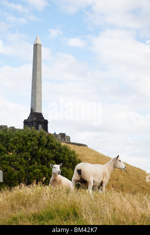 Le pâturage des moutons avec One Tree Hill Domain (Maungakiekie) dans l'arrière-plan. Auckland, île du Nord, Nouvelle-Zélande Banque D'Images