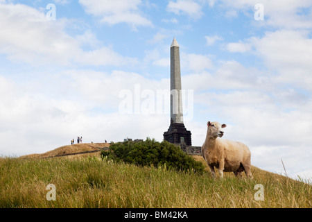 Le pâturage des moutons avec One Tree Hill Domain (Maungakiekie) dans l'arrière-plan. Auckland, île du Nord, Nouvelle-Zélande Banque D'Images