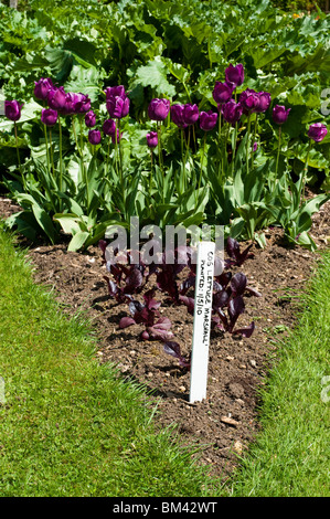 'Mlaitue Cos' Marshall les plantes croissant dans un lit triangulaire dans le potager à Painswick Rococo Garden dans les Cotswolds Banque D'Images