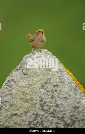 Le Troglodyte mignon (Troglodytes troglodytes). Les jeunes adultes de sexe masculin sur le chant, pierre Saltee, Irlande. Banque D'Images