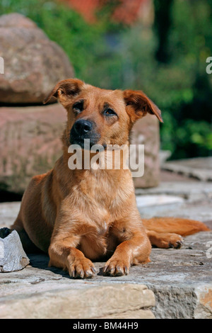 Pinscher autrichien Österreichischer / Pinscher à poil court Banque D'Images